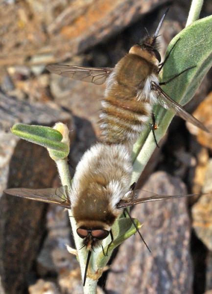 bombyliidae_copula_aguilas_02.jpg