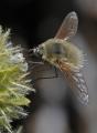 Click to view bombyliidae_dilar_02_t1.jpg