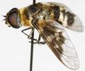 Click to view bombyliidspain_t1.jpg
