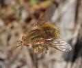 Click to view bombylisoma_notatum_fem_di_t1.jpg