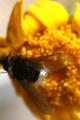 Click to view bombylisomamelanocephalum2_t1.jpg