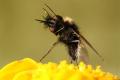 Click to view bombylisomamelanocephalum_t1.jpg
