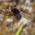 Click to view bombylisomamelanocephalumdi_t1.jpg
