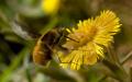 Click to view bombylius-major2_t1.jpg
