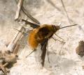 Click to view bombylius-major_t1.jpg