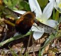 Click to view bombylius_discolor4_low_t1.jpg