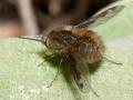 Click to view bombylius_fimbriatus_female3_t1.jpg