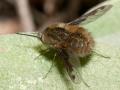 bombylius_fimbriatus_female3_t1.jpg