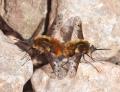 Click to view bombylius_pardalotus_copula_di_t1.jpg