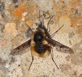 Click to view bombylius_pardalotus_male_di_t1.jpg