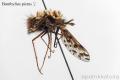 Click to view bombylius_pictus_female_t1.jpg