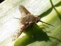 Click to view bombylius_t1.jpg