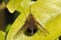Click to view bombylius_t1_2.jpg