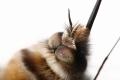 Click to view bombyliuscruciatus2_t1.jpg