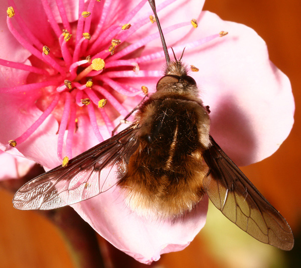 bombyliuscruciatus_1.jpg