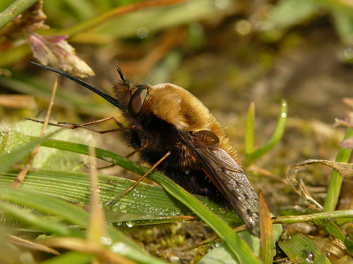 Bombyliidae: Bombylius discolor (1)