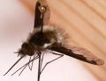 Click to view bombyliusfimbriatus2_t1.jpg