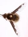 bombyliusfimbriatus_t1.jpg