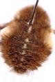 Click to view bombyliusundatus2_t1.jpg
