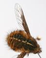 Click to view bombyliusundatus3_t1.jpg