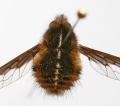 Click to view bombyliusundatus_t1.jpg