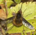 Click to view bombymajor-2v05_t1.jpg