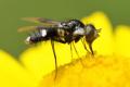 Click to view chalcochitonholosericeus_t1.jpg