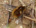 Click to view dsc03563_wm_t1.jpg