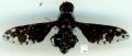 Click to view gvc12617_sized_t1.jpg