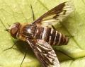 Click to view heteraloniarivularis3_t1.jpg