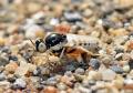 Click to view heterotropus_nigrithorax2_t1.jpg