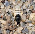 Click to view heterotropus_nigrithorax3_t1.jpg