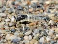 Click to view heterotropus_nigrithorax5_t1.jpg