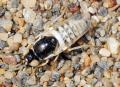 Click to view heterotropus_nigrithorax6_t1.jpg