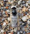 Click to view heterotropus_nigrithorax_t1.jpg