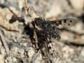 Click to view img_2272anthrax_varius3roch_t1.jpg