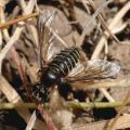 Click to view img_3248diptera_t1.jpg