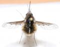 Click to view img_4067_t1.jpg