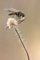 Click to view img_5542_d_t1.jpg