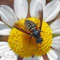 Click to view lomatia_sp_1_web_1200_t1.jpg