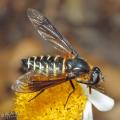 Click to view lomatia_sp_2_web_1200_t1.jpg