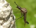 Click to view pc030370-bombyliidaea-300x199_t1.jpg