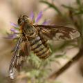 Click to view pfasciatus_t1.jpg