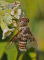 Click to view thyridanthrax_elegans_02_t1_1.jpg