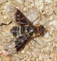 Click to view thyridanthrax_hispanus_mg_bv_t1.jpg