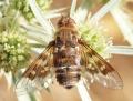 Click to view thyridanthrax_polyphemus_di_t1.jpg