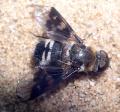 Click to view thyridanthraxperspicillaris_t1.jpg