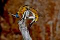 Click to view toxophora_fasc_t1.jpg