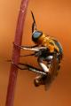 Click to view toxophora_fasciculata2_t1.jpg