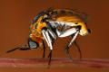Click to view toxophora_fasciculata_t1.jpg
